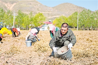 11月2日，農(nóng)民在西吉縣馬蓮鄉(xiāng)張堡塬村田間收獲馬鈴薯。
    時下正值馬鈴薯收獲季節(jié)，固原市西吉縣的田間地頭呈現(xiàn)一派繁忙的收獲景象。
    馬鈴薯是西吉縣的特色產(chǎn)業(yè)。近年來，西吉縣已經(jīng)形
    成了集生產(chǎn)、加工、銷售于一體的馬鈴薯全產(chǎn)業(yè)鏈發(fā)展模式。
    新華社記者 
    毛竹 攝