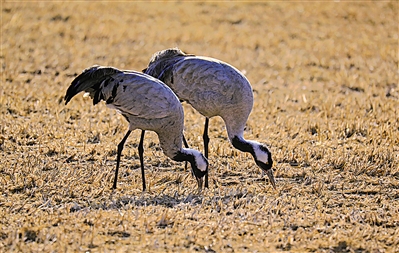 <p>　　覓食。</p>