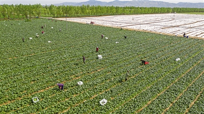 <p>　　我區(qū)是黃土高原夏秋蔬菜生產(chǎn)優(yōu)勢(shì)區(qū)域，所生產(chǎn)的寧夏菜心品牌影響力不斷擴(kuò)大，暢銷(xiāo)珠三角地區(qū)?！　　　　　　　　　　　　　　　　　　　　　　　　　　　　　　　　　　　　　　　　　?lt;/p><p>　　本報(bào)記者　左鳴遠(yuǎn)　攝</p>