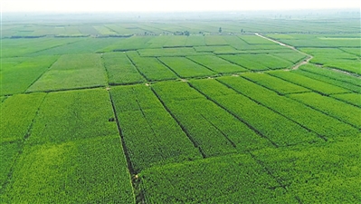 <p>　　優(yōu)質(zhì)飼草基地。</p><p>　　（本版圖片均由吳忠市委宣傳部提供）</p>