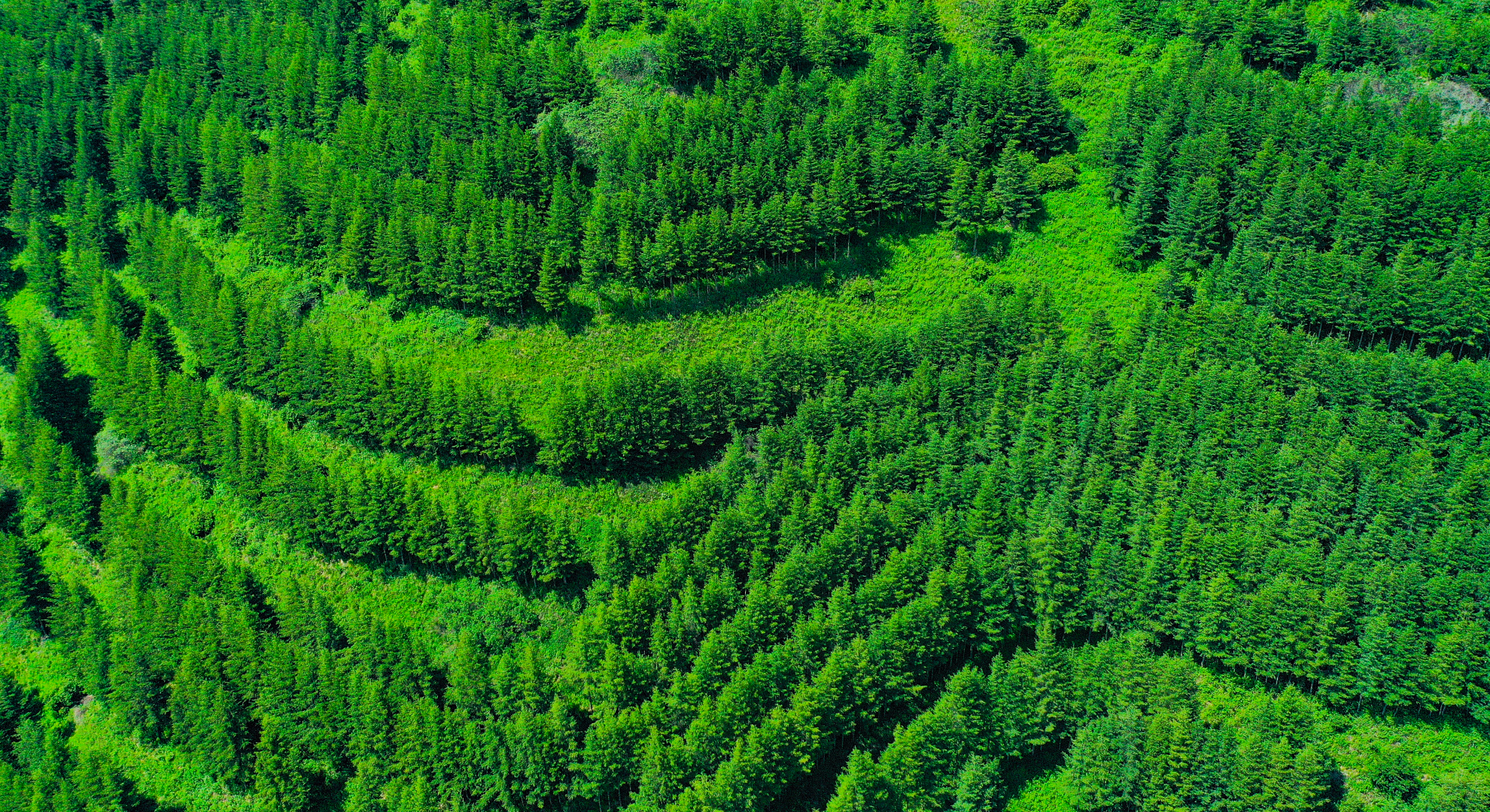 DJI_0809.png