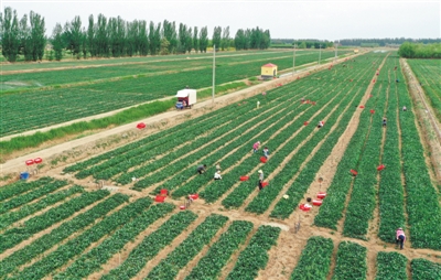 <p>　　銀川市永寧縣李俊鎮(zhèn)豐登村的一處供港蔬菜種植基地，工人們正在采摘菜心。銀川市自2010年第一個供港蔬菜生產(chǎn)基地建立以來，目前已發(fā)展成為集高端蔬菜生產(chǎn)、加工、銷售的全產(chǎn)業(yè)鏈。蔬菜的種植品種從過去3種增至7種以上，年生產(chǎn)菜心、芥蘭、鶴斗白等優(yōu)良蔬菜品種達16萬多噸。</p>