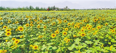 <p>　　西夏區(qū)鎮(zhèn)北堡鎮(zhèn)的向陽花海。</p>