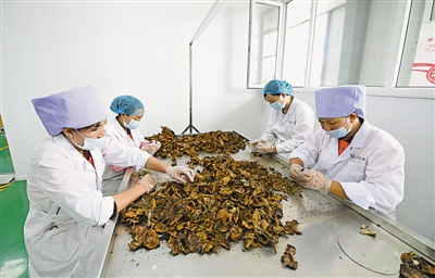 <p>　　閩寧禾美電商扶貧車間，工人們在挑選賀蘭山野生蘑菇。</p><p>　　本報(bào)記者　黨碩　攝</p>