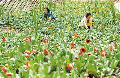 <p>　　在銀川市興慶區(qū)天地緣錦繡園林花卉有限公司，一株株含苞欲放的鮮花，寄托著群眾對(duì)生活的憧憬。</p><p>　　本報(bào)記者　王曉龍　攝</p>