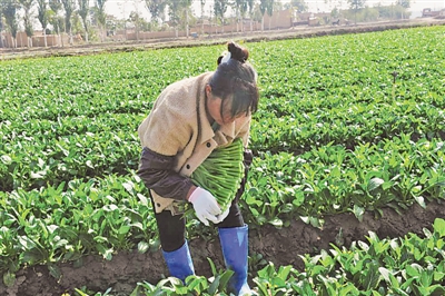 <p>　　寧夏鑫茂祥冷藏運輸有限公司蔬菜種植基地里，采摘工在收割菜心。</p><p>　?。▓D片由受訪者提供）　　</p>