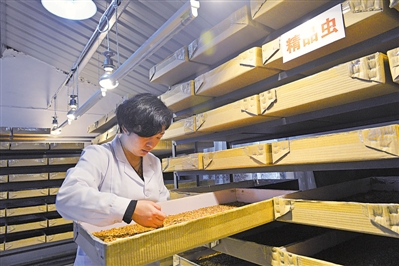 <p>　　在永寧縣閩寧鎮(zhèn)光伏農(nóng)業(yè)科技示范園內(nèi)的黃粉蟲養(yǎng)殖車間，一位技術(shù)工人正在撿蛹。（資料圖片）</p><p>　　本報(bào)記者　左鳴遠(yuǎn)　攝</p>