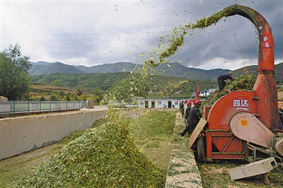 <p>　　涇源縣大灣鄉(xiāng)楊嶺村，村民在加工儲存青貯飼料。</p>