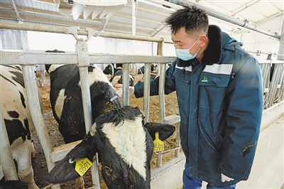 <p>　　吳忠現(xiàn)代農(nóng)業(yè)扶貧開(kāi)發(fā)投資有限公司5G智慧示范牧場(chǎng)，奶牛在進(jìn)行疫苗接種。</p>
