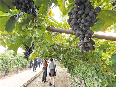 <p>　　寧夏依托賀蘭山東麓葡萄基地、葡萄酒莊集群和沿線(xiàn)歷史文化資源，深度開(kāi)發(fā)葡萄酒觀光體驗(yàn)工廠、葡萄酒莊精品民宿酒店等產(chǎn)品，進(jìn)一步提升葡萄酒旅游吸引力。</p>
