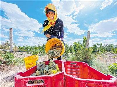 <p>　　2021年9月9日，西鴿酒莊釀酒葡萄基地，果農(nóng)將一串串成熟的葡萄放進(jìn)筐里。采摘是整個(gè)榨季的開(kāi)始，也是葡萄酒釀造環(huán)節(jié)的第一道篩選。</p>