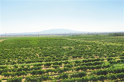 <p>　　紅寺堡釀酒葡萄種植基地。</p>