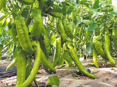 <p>　　　　彭陽(yáng)辣椒</p>