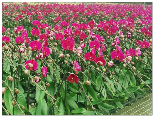 盆栽植物類(lèi)-蝴蝶蘭.jpg