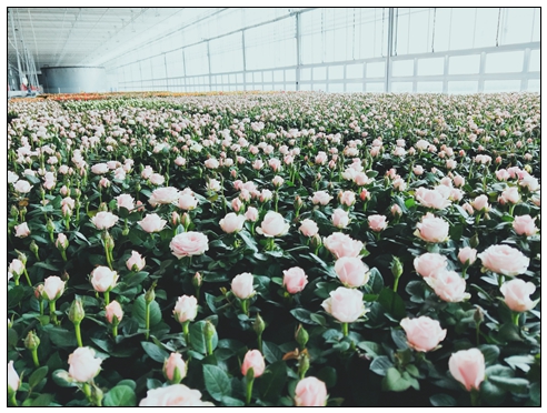 盆栽植物類(lèi)-迷你玫瑰2.jpg
