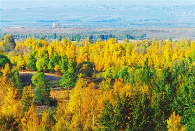 <p>　　哈巴湖小葉楊。</p>