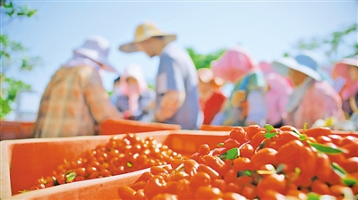 <p>　　　　鮮果經(jīng)濟產(chǎn)業(yè)成為中寧枸杞新的增長點。</p>
