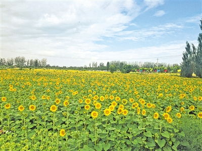 <p>　　　　楊和鎮(zhèn)王太堡農(nóng)業(yè)休閑觀光園</p>