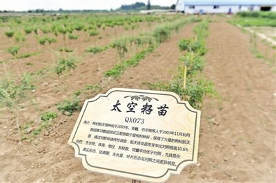 <p>　　中杞、杞鑫等3個自治區(qū)級良種采穗圃和苗木繁育基地，出圃優(yōu)質(zhì)種苗，保障枸杞品質(zhì)。</p><p>　　本報記者　王鼎　攝</p>