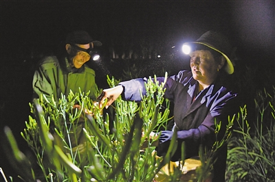 <p>　　頭頂?shù)男强张c采摘工的頭頂燈交相輝映，交織出脫貧致富的“黃花密碼”。</p>