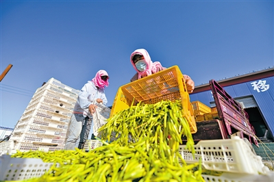 <p>　　鹽池縣萱惠王種植專業(yè)合作社統(tǒng)一收購(gòu)黃花菜，并提供集中晾曬、加工的場(chǎng)所。后期經(jīng)過(guò)統(tǒng)一處理、包裝實(shí)現(xiàn)產(chǎn)業(yè)化，為種植戶解決后顧之憂。</p>