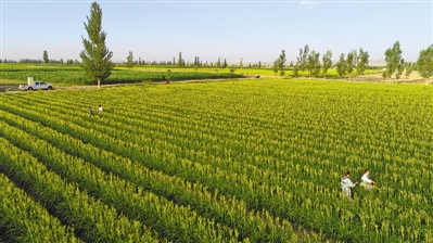 <p>　　鹽池灌區(qū)戶均集中連片耕地面積10畝左右，以沙壤土居多，且未受污染，提升了鹽池黃花菜綠色無(wú)公害水平。</p>