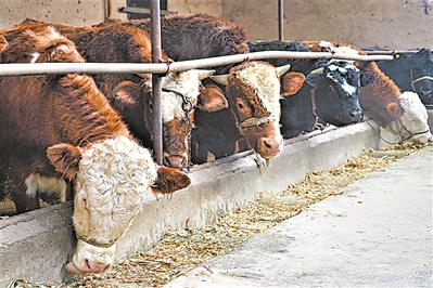 <p>　　牛吃著科學(xué)配比的飼料。</p>