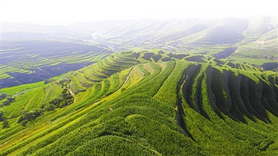 <p>　　隆德縣張程鄉(xiāng)萬(wàn)畝青貯玉米種植，保障肉牛養(yǎng)殖的飼料供給?！”緢?bào)記者　王鼎　黨碩　攝</p>