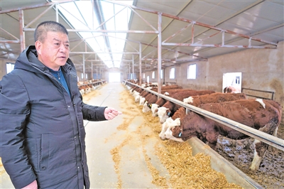 <p>　　蘭文明查看肉牛進(jìn)食情況。</p>