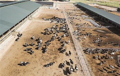 <p>　　五里坡奶牛生態(tài)養(yǎng)殖基地（局部）?！　　　　　　　　　　　　　　　”緢笥浾摺∽篪Q遠　攝</p>