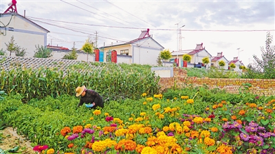 <p>　　毛春花在自家院子摘菜。（資料圖片）</p>