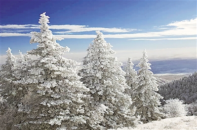 <p>　　掛滿積雪的羅山松樹。本報(bào)實(shí)習(xí)生　彭斌　攝</p>