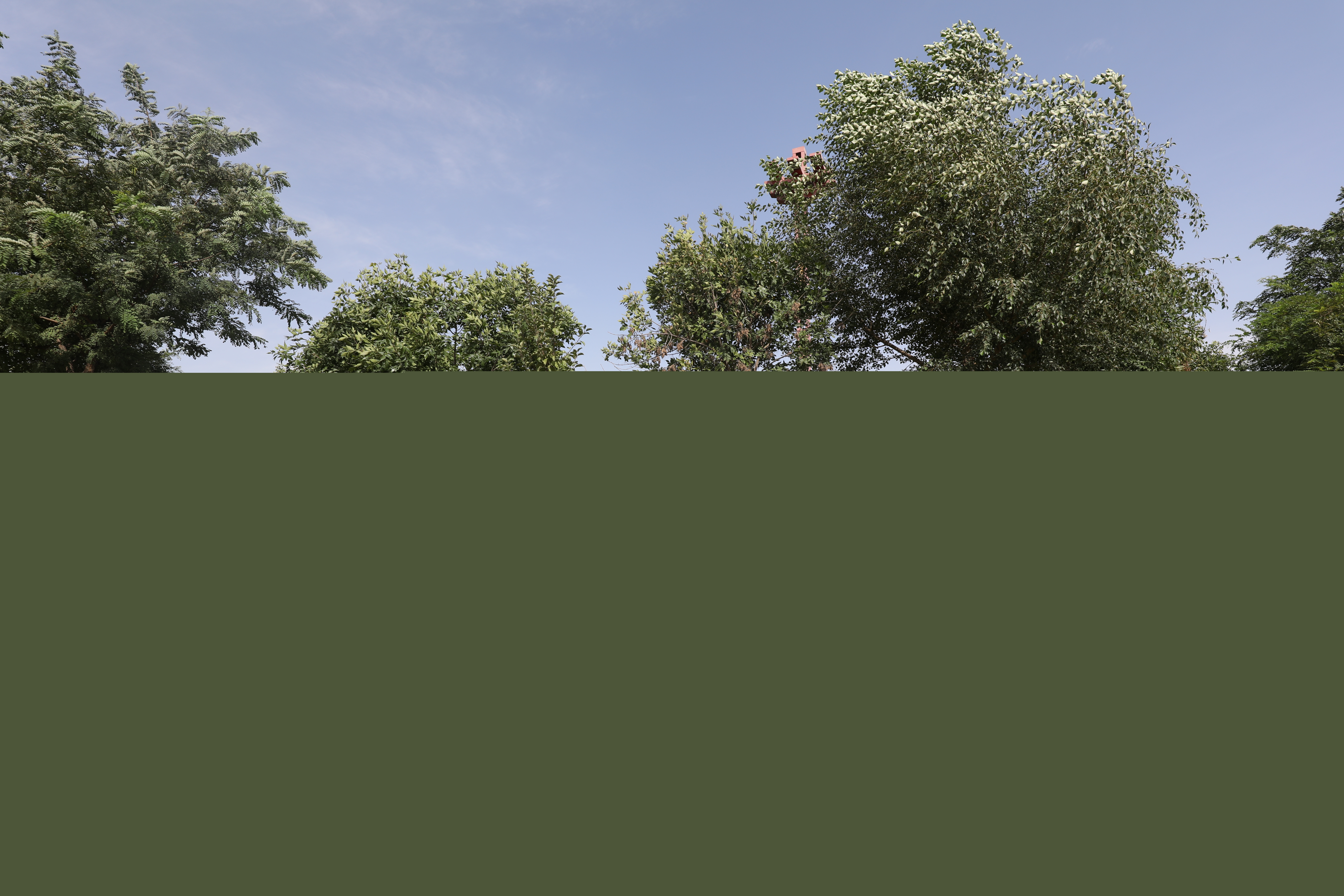 公司花園1.JPG