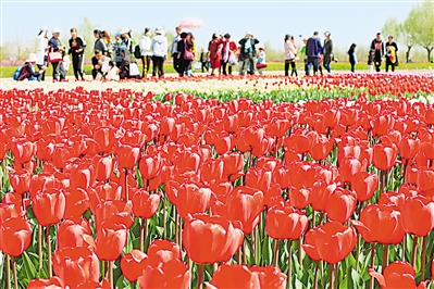     紅色——銀川花博園里盛開的郁金香紅似火焰。寧夏把良好生態(tài)環(huán)境作為最普惠的民生福祉，還百姓綠水青山，不斷滿足人民日益增長的優(yōu)美生態(tài)環(huán)境需要。                 本報記者 馬楠 攝