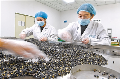 永寧縣閩寧鎮(zhèn)原隆村禾美電商扶貧車間，工作人員在分揀包裝黑枸杞。  
    本報(bào)記者 王曉龍 攝